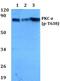 Protein Kinase C Alpha antibody, A00743T638, Boster Biological Technology, Western Blot image 