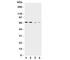 Solute Carrier Family 7 Member 1 antibody, R31369, NSJ Bioreagents, Western Blot image 