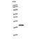 Transcription Factor EB antibody, LS-C342677, Lifespan Biosciences, Western Blot image 