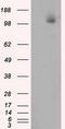 ATP Citrate Lyase antibody, LS-B9467, Lifespan Biosciences, Western Blot image 