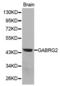 Gamma-Aminobutyric Acid Type A Receptor Gamma2 Subunit antibody, abx001446, Abbexa, Western Blot image 