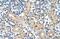 G Protein-Coupled Receptor 161 antibody, PA5-42152, Invitrogen Antibodies, Immunohistochemistry paraffin image 