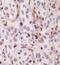 Lysine Demethylase 2A antibody, NBP1-78305, Novus Biologicals, Immunohistochemistry frozen image 