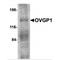 Oviductin antibody, TA306630, Origene, Western Blot image 