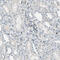 Inositol Hexakisphosphate Kinase 2 antibody, HPA007532, Atlas Antibodies, Immunohistochemistry frozen image 
