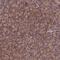 KIAA0100 antibody, NBP1-89999, Novus Biologicals, Immunohistochemistry frozen image 