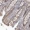 Unk Zinc Finger antibody, NBP1-89596, Novus Biologicals, Immunohistochemistry frozen image 