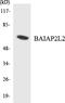 BAI1 Associated Protein 2 Like 2 antibody, LS-C200176, Lifespan Biosciences, Western Blot image 