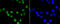 ASH2 Like, Histone Lysine Methyltransferase Complex Subunit antibody, 13-970, ProSci, Immunofluorescence image 