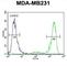 Potassium Sodium-Activated Channel Subfamily T Member 2 antibody, abx025683, Abbexa, Western Blot image 