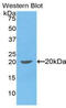 Interleukin 1 Beta antibody, MBS2001446, MyBioSource, Western Blot image 