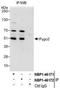 Pygopus Family PHD Finger 2 antibody, NBP1-46172, Novus Biologicals, Immunoprecipitation image 