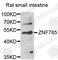 Zinc Finger Protein 785 antibody, A7610, ABclonal Technology, Western Blot image 