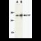 STE20 Related Adaptor Beta antibody, MBS150778, MyBioSource, Western Blot image 