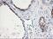 Spermine Synthase antibody, LS-C173065, Lifespan Biosciences, Immunohistochemistry frozen image 