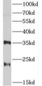 Tetraspanin 12 antibody, FNab10176, FineTest, Western Blot image 