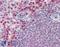Hexokinase 3 antibody, LS-B2940, Lifespan Biosciences, Immunohistochemistry paraffin image 