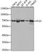 Plastin 3 antibody, A3627, ABclonal Technology, Western Blot image 