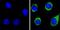 Plasminogen antibody, NB300-544, Novus Biologicals, Immunofluorescence image 