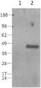 Caspase 1 antibody, 14-9832-80, Invitrogen Antibodies, Western Blot image 