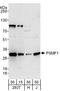 Proteasome Inhibitor Subunit 1 antibody, A303-860A, Bethyl Labs, Western Blot image 