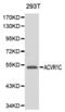 Activin A Receptor Type 1C antibody, abx000813, Abbexa, Western Blot image 