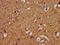 NLR Family Pyrin Domain Containing 10 antibody, LS-C674614, Lifespan Biosciences, Immunohistochemistry paraffin image 
