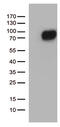 Colony Stimulating Factor 2 Receptor Alpha Subunit antibody, TA812522S, Origene, Western Blot image 