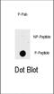 P21 (RAC1) Activated Kinase 1 antibody, abx031974, Abbexa, Dot Blot image 