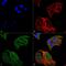 Immunity Related GTPase M antibody, PA5-77775, Invitrogen Antibodies, Immunofluorescence image 