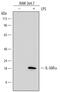 Interleukin 36 Receptor Antagonist antibody, MAB2714, R&D Systems, Western Blot image 