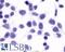 Prostaglandin E Receptor 4 antibody, LS-A3896, Lifespan Biosciences, Immunocytochemistry image 
