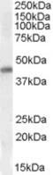 NKX2-5 antibody, MBS422194, MyBioSource, Western Blot image 