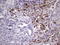 BTG Anti-Proliferation Factor 2 antibody, LS-C340446, Lifespan Biosciences, Immunohistochemistry paraffin image 