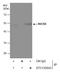 Nucleobindin 2 antibody, GTX130943, GeneTex, Immunoprecipitation image 