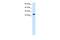 TATA-Box Binding Protein Like 1 antibody, PA5-41110, Invitrogen Antibodies, Western Blot image 