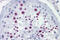 Bromodomain Containing 3 antibody, 25-204, ProSci, Immunohistochemistry frozen image 