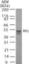 Inhibitor Of Nuclear Factor Kappa B Kinase Regulatory Subunit Gamma antibody, NB100-56532, Novus Biologicals, Western Blot image 