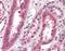 Centromere Protein F antibody, orb88619, Biorbyt, Immunohistochemistry paraffin image 