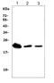 Triggering Receptor Expressed On Myeloid Cells 1 antibody, GTX11944, GeneTex, Western Blot image 