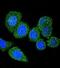 Spermatogenesis-associated protein 4 antibody, orb248081, Biorbyt, Immunohistochemistry paraffin image 