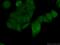 MutS Homolog 6 antibody, 66172-1-Ig, Proteintech Group, Immunofluorescence image 