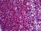 Neutrophil Cytosolic Factor 1 antibody, orb94895, Biorbyt, Immunohistochemistry paraffin image 