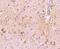 Potassium Voltage-Gated Channel Subfamily A Member 4 antibody, NBP2-75552, Novus Biologicals, Immunohistochemistry paraffin image 