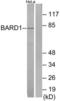 BRCA1 Associated RING Domain 1 antibody, LS-C119534, Lifespan Biosciences, Western Blot image 