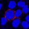IgSF13 antibody, MAB2774, R&D Systems, Immunofluorescence image 