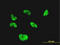 CGG Triplet Repeat Binding Protein 1 antibody, LS-B4470, Lifespan Biosciences, Immunofluorescence image 