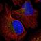 Fidgetin Like 1 antibody, NBP2-47456, Novus Biologicals, Immunofluorescence image 