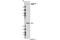 Talin 1 antibody, 13589S, Cell Signaling Technology, Western Blot image 