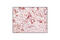 Tubulin Alpha 1b antibody, 3873S, Cell Signaling Technology, Immunohistochemistry paraffin image 